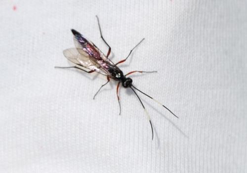 Réf. 197 500 : Cryptinae inconnu